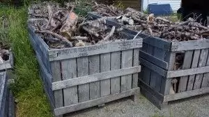 Apple wood in bins at a local orchard