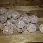 How to Make your own Smoking Chips